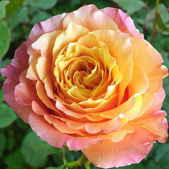 Роза Флорибунда Фри Спирит  (Free Spirit)