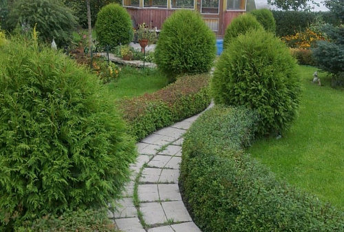 Туя западная Вудварди (Thuja occidentalis Woodwardii)