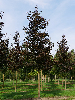 Клен остролистный Роял Ред (Аcer platanoides royalred) 