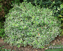 Бересклет Форчуна Эмералд Гайети (Euonymus fortunei Emerald Gaiety) Р9 