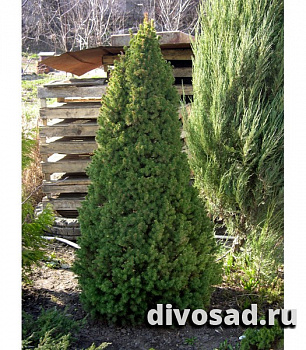 Ель канадская Коника (Picea gl. Conica) ком 80 +см К
