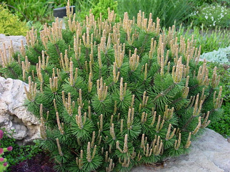 Сосна горная Хампи (Pinus mugo Humpy) С15 20-30см