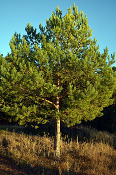 Сосна обыкновенная (Pinus sylvestris) пог метр (до 1,5 м)