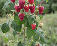 Малина Карамелька (рем)