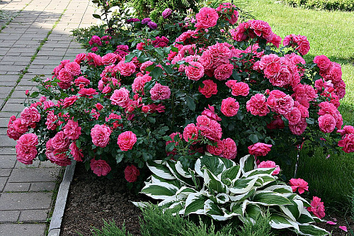 Роза плетистая Розариум Ютерсен (Rosarium Uetersen)