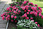 Роза плетистая Розариум Ютерсен (Rosarium Uetersen)