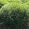 Ива пурпурная Нана (Salix purpurea Nana) 40-60 А
