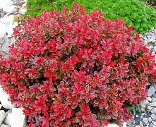 Барбарис тунберга Адмирейшн (Berberis thunbergii Admiration) С5 20-30 см