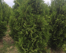 Туя западная Брабант (Thuja occidentalis Brabant) С3 40-60см