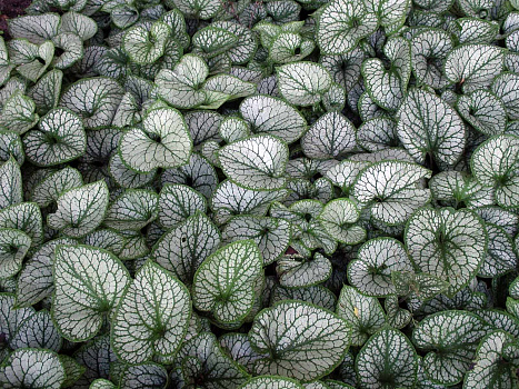 Бруннера крупнолистная Александр'с Грэйт (Brunnera macrophylla Alexander`s Great) Р9