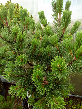 Сосна горная Винтер Голд (Pinus mugo Winter Gold) C5 штамб 70 см