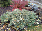 Можжевельник китайский Экспанса Вариегата (Juniperus chin. Expansa Variegata) С3 30-40 см К