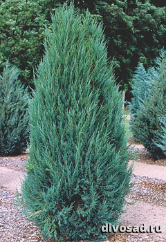 Можжевельник скальный Блю Арроу (Juniperus scop. Blue Arrow) ком. 120-140 см К