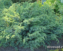 Можжевельник чешуйчатый Блю Свид (Juniperus squamata Blue Swede) 80-100