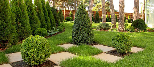 Туя западная Смарагд (Thuja occ. Smaragd) С3 80-100