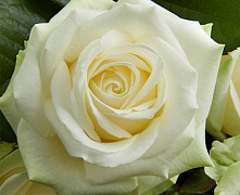 Роза ч/г Аваланж (Avalanche) 