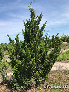 Можжевельник китайский Блаув (Juniperus chin Blaauw) 50-60см С18