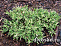 Можжевельник обыкновенный Спотти Спридер (Juniperus comm. Spotty Spreader) С2 20-30 см