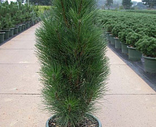 Сосна черная Грин Тауэр (Pinus nigra Green Tower) C5 30-40 см  
