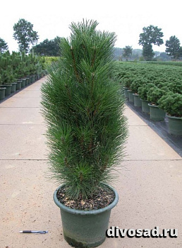 Сосна черная Грин Тауэр (Pinus nigra Green Tower) C5 30-40 см  