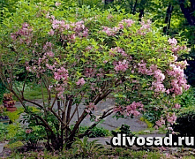Вейгела цветущая Розеа (Weigela florida Rosea) С2  40-60см 