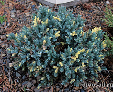 Можжевельник чешуйчатый Голден Флейм (Juniperus squamata Golden Flame) С1 20-25 см