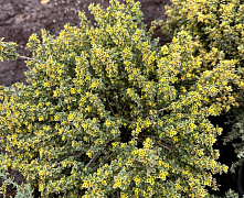 Тимьян лимонопахнующий С5