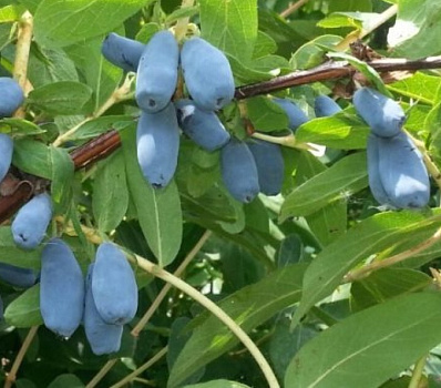 Жимолость Лазурная С2