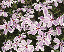Флокс шиловидный Канди Стрипс Phlox (S) ’Candy Stripes’ р9 П