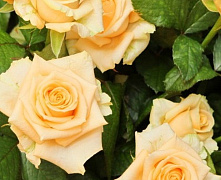 Роза ч/г Пич Аваланш (Peach Avalanche)