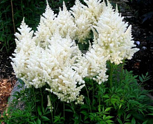 Астильба Арендса Диамант (Astilbe arendsii Diamant)