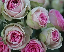 Роза спрей Мими Эден (Mimi Eden)