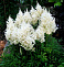 Астильба Арендса Диамант (Astilbe arendsii Diamant)