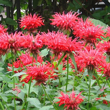 Монарда Кембридж Скарлет (Monarda Cambridge Scarlet)
