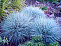 Овсяница сизая (Festuca glauca Festina) 