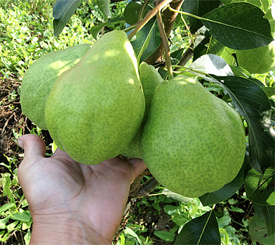 Груша Августовская роса (летняя)