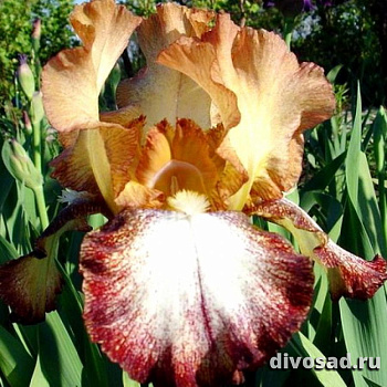 Ирис германский Сива Сива (Iris (G) ’Siva Siva)