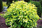 Пузыреплодник калинолистный Энжл Голд (Physocarpus opulifolius Angel Gold) С3 30-50см