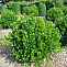 Самшит вечнозелёный (Buxus sempervirens) ШАР С5 20-30 В