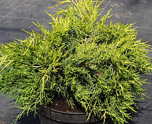 Можжевельник средний Пфитцериана Голд Коаст (Juniperus x pfitzeriana Gold Coast) С1  20-30см
