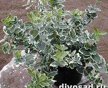 Бересклет Форчуна Эмералд Гайети (Euonymus fortunei Emerald Gaiety) С2 20-30см