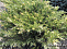 Можжевельник казацкий Вариегата (Juniperus sabina Variegata) С3 20-30 см К