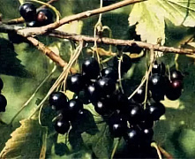 Смородина черная Зеленая дымка 2-4 ветки