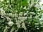 Черемуха обыкновенная (Prunus padus) 60-100 см