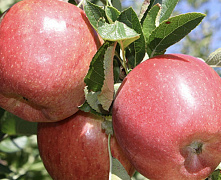 Яблоня Бребурн (Braeburn)