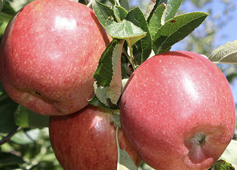 Яблоня Бребурн (Braeburn)