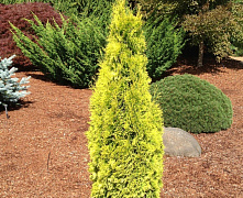 Туя западная Янтарь (Thuja occidentalis Jantar) С2 10-20 cm