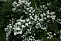 Чубушник гибридный Манто Д'Эрмин (Philadelphus x Manteau d`Hermine) 40-60 см 2/3 вет. А