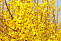 Форзиция промежуточная "Миниголд" (Forsythia intermedia  'Minigold') 15-20 С2