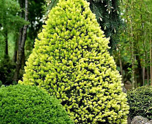 Ель канадская Дейзи Вайт (Picea gl. Daisy's White) C2 